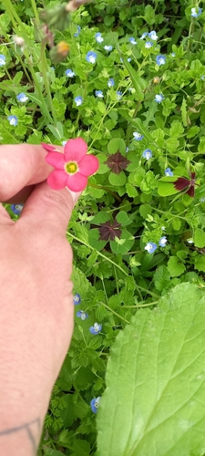Four-leaved pink-sorrel (Oxalis tetraphylla)