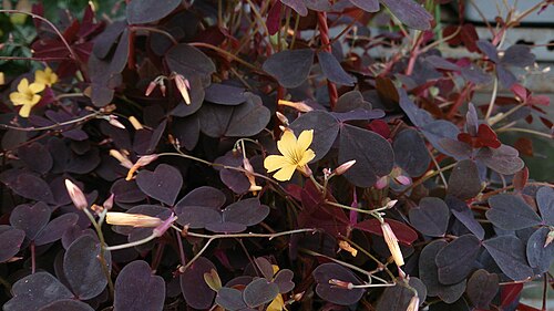 Oxalis triangularis: Oxalis triangularis