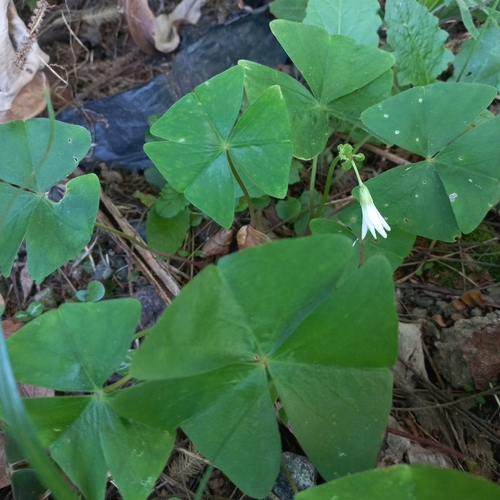 Oxalis triangularis (Oxalis triangularis)