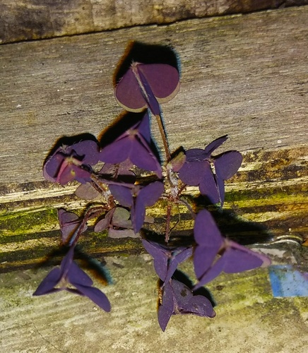 Oxalis triangularis (Oxalis triangularis)