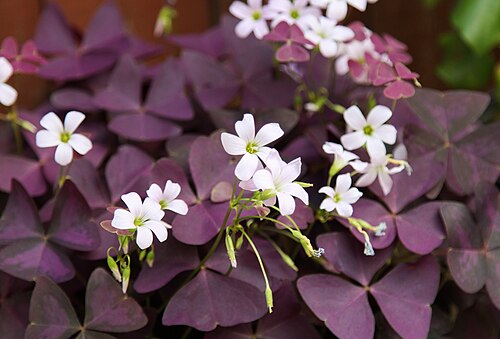 Oxalis triangularis: Dreieckiger Glücksklee (Oxalis triangularis).