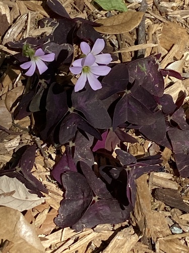 Oxalis triangularis (Oxalis triangularis)