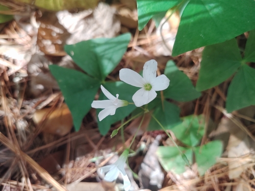 Oxalis triangularis (Oxalis triangularis)