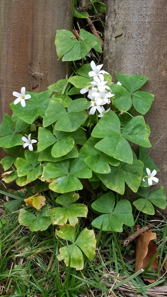 Oxalis triangularis (Oxalis triangularis)
