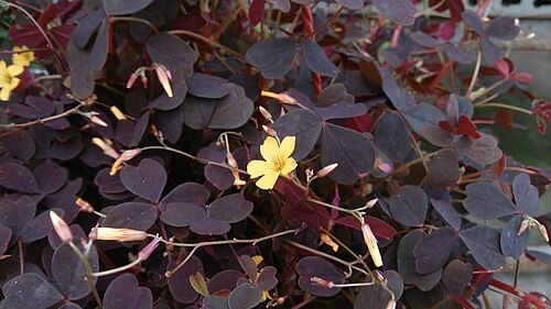 Oxalis triangularis: Oxalis triangularis