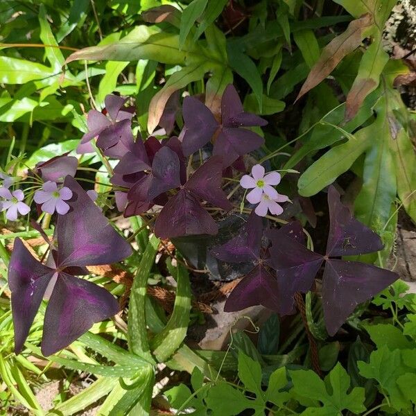 Oxalis triangularis (Oxalis triangularis)