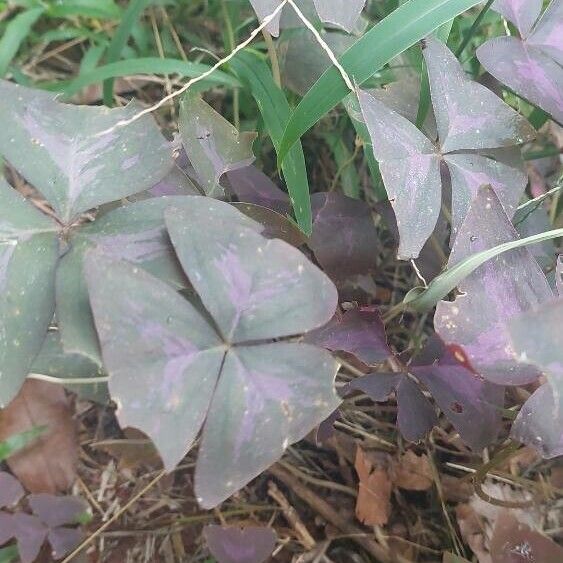 Oxalis triangularis (Oxalis triangularis)