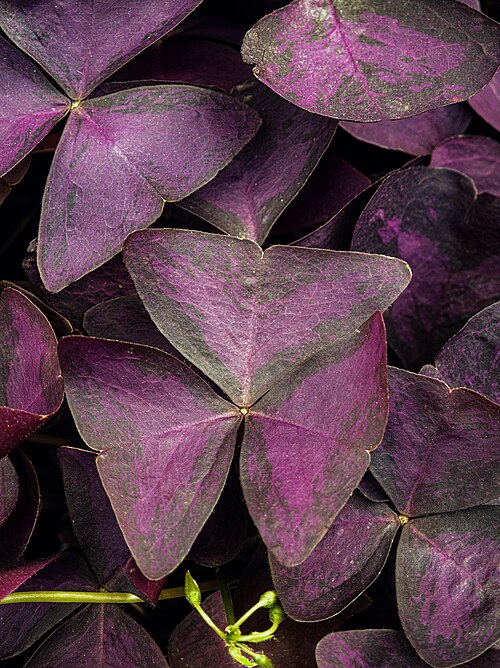 Oxalis triangularis: Oxalis triangularis - Leaves