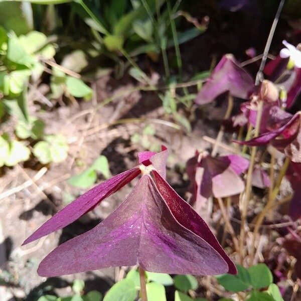 Oxalis triangularis (Oxalis triangularis)