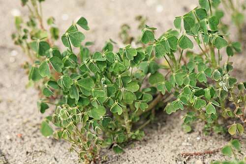 Oca: Experimental cultivation of Oxalis tuberosa in a sandy soil of a garden in Kluse (Emsland) . In May about 20 small (1.5 to 2 cm long) tubers were planted in an 