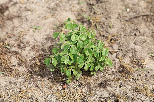Oca: Experimental cultivation of Oxalis tuberosa in a sandy soil of a garden in Kluse (Emsland) . In May about 20 small (1.5 to 2 cm long) tubers were planted in an 
