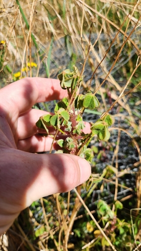 Oca (Oxalis tuberosa)