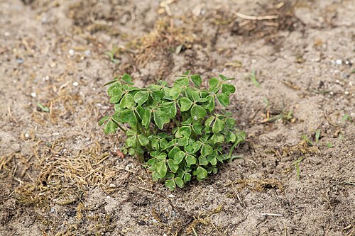 Oca: Experimental cultivation of Oxalis tuberosa in a sandy soil of a garden in Kluse (Emsland) . In May about 20 small (1.5 to 2 cm long) tubers were planted in an 