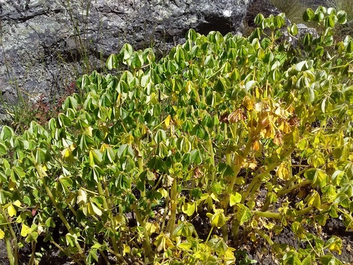 Oca (Oxalis tuberosa)