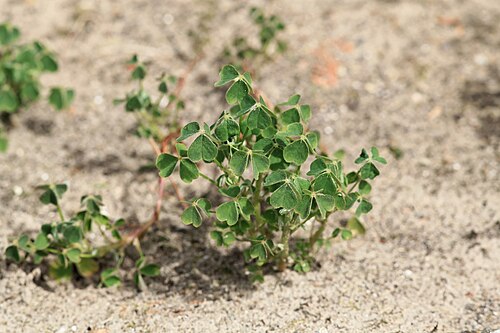 Oca: Experimental cultivation of Oxalis tuberosa in a sandy soil of a garden in Kluse (Emsland) . In May about 20 small (1.5 to 2 cm long) tubers were planted in an 