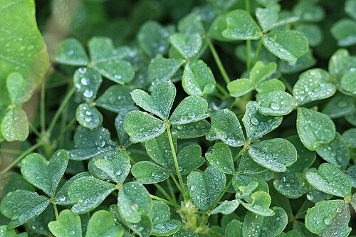 Oca: Experimental cultivation of Oxalis tuberosa in a sandy soil of a garden in Kluse (Emsland) . In May about 20 small (1.5 to 2 cm long) tubers were planted in an 