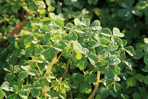 Oca: Experimental cultivation of Oxalis tuberosa in a sandy soil of a garden in Kluse (Emsland) . In May about 20 small (1.5 to 2 cm long) tubers were planted in an 