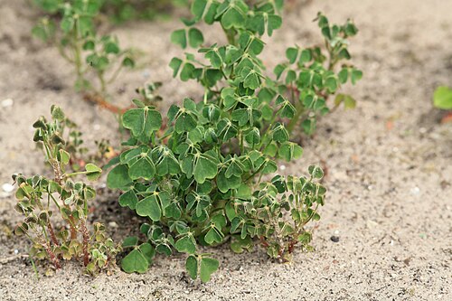 Oca: Experimental cultivation of Oxalis tuberosa in a sandy soil of a garden in Kluse (Emsland) . In May about 20 small (1.5 to 2 cm long) tubers were planted in an 