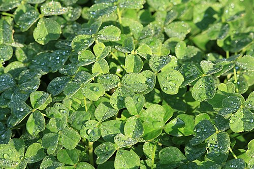 Oca: Experimental cultivation of Oxalis tuberosa in a sandy soil of a garden in Kluse (Emsland) . In May about 20 small (1.5 to 2 cm long) tubers were planted in an 