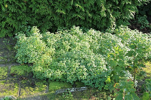 Oca: Experimental cultivation of Oxalis tuberosa in a sandy soil of a garden in Kluse (Emsland) . In May about 20 small (1.5 to 2 cm long) tubers were planted in an 