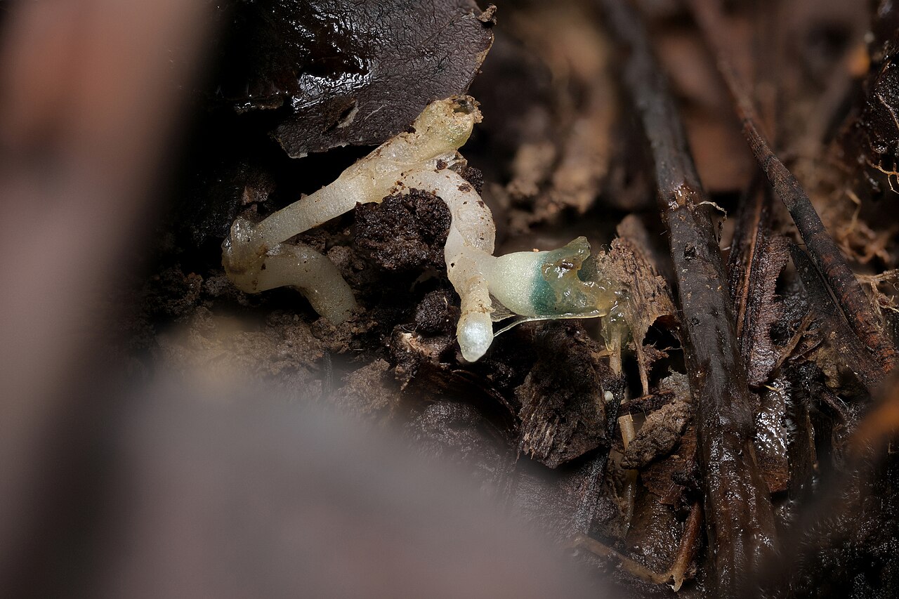 Oxygyne shinzatoi: Oxygyne shinzatoi, 2023-09-02 (iNaturalist).