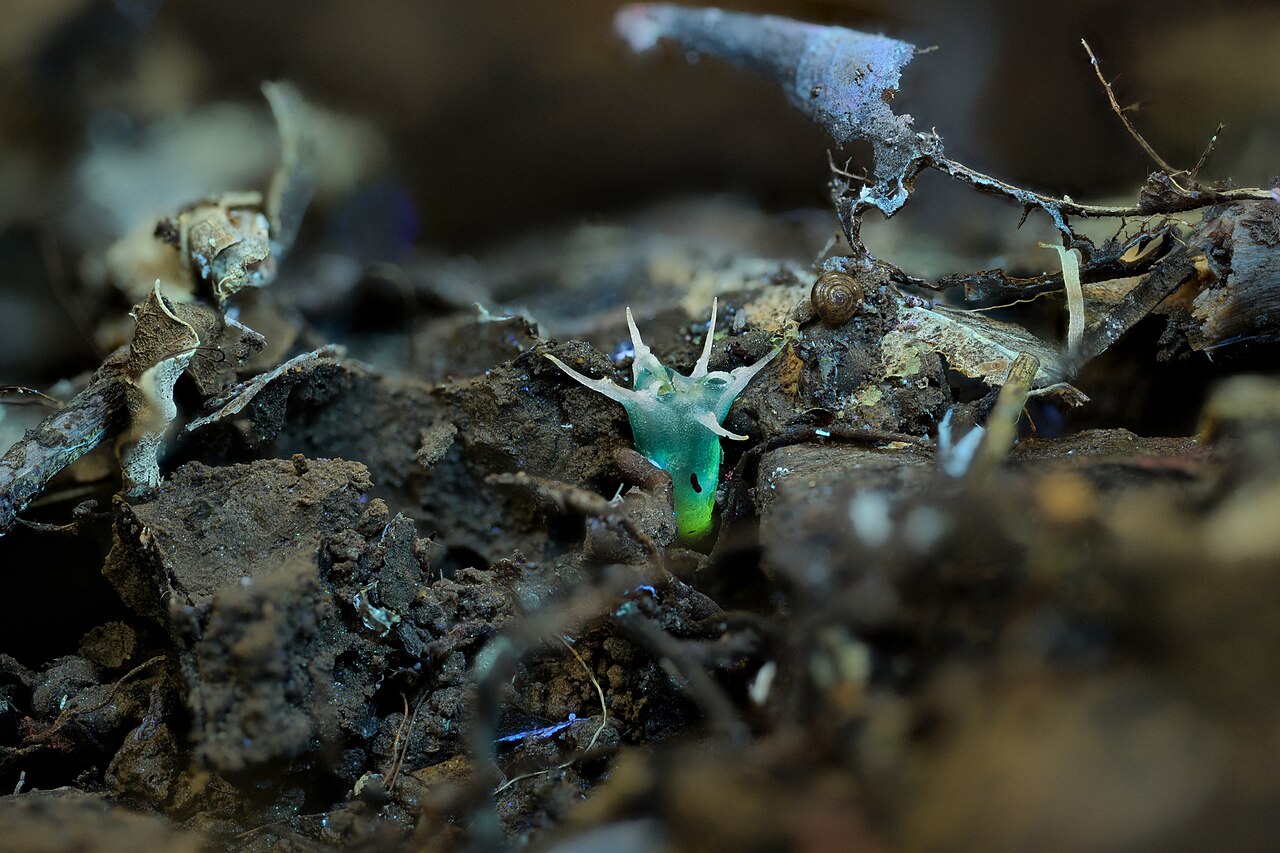 Oxygyne shinzatoi: Oxygyne shinzatoi, 2023-09-02 (iNaturalist).