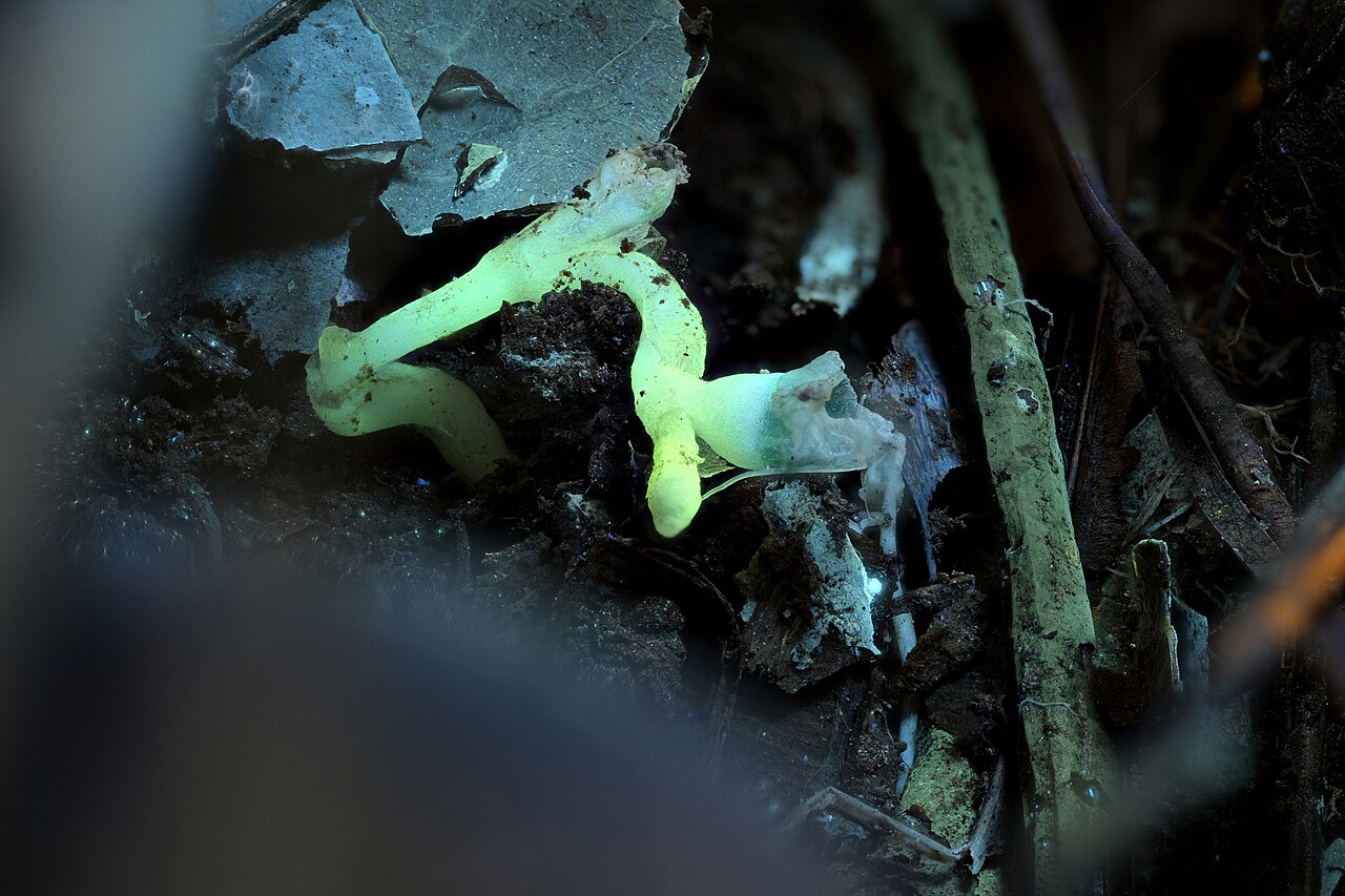 Oxygyne shinzatoi: Oxygyne shinzatoi, 2023-09-02 (iNaturalist).