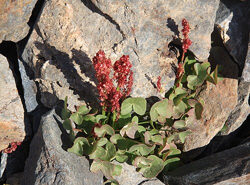 Alpine mountain-sorrel: Mountain sorrel (Oxyria digyna) in rock cleft along trail. At 10,820ft in Hoover Wilderness, Sierra Nevada USA.
