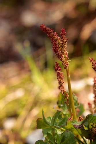 Alpine mountain-sorrel (Oxyria digyna)
