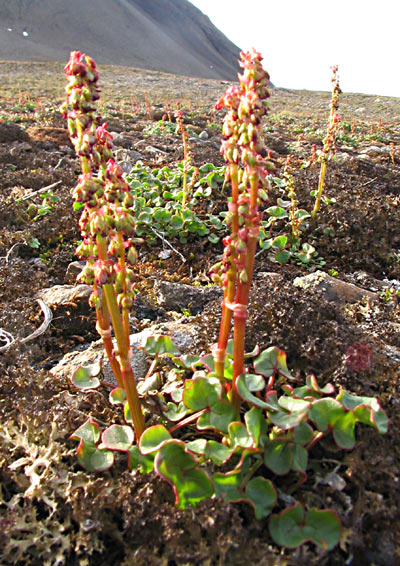 Alpine mountain-sorrel: Mountain Sorrel , Oxyria digyna , Svalbard.