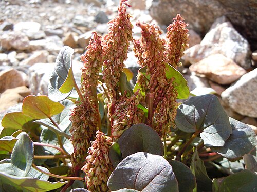 Alpine mountain-sorrel: Although Oxyria is distinguished by techical details of the flower (e.g., 4 perianth segments), the reniform (kidney shaped) leaves and a habitat of rocky slope