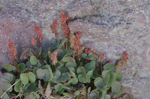Alpine mountain-sorrel (Oxyria digyna)