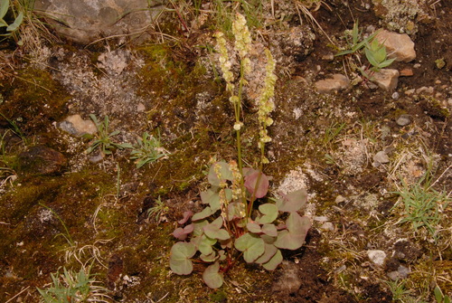 Alpine mountain-sorrel (Oxyria digyna)