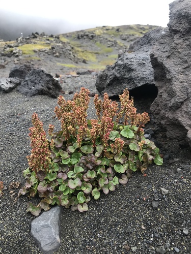 Alpine mountain-sorrel (Oxyria digyna)
