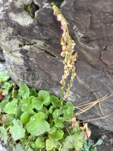 Alpine mountain-sorrel (Oxyria digyna)