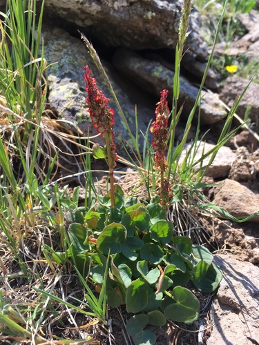 Alpine mountain-sorrel (Oxyria digyna)
