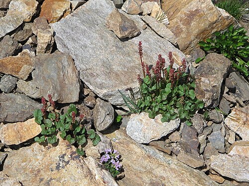 Alpine mountain-sorrel: Oxyria digyna & Noccaea rotundifolia