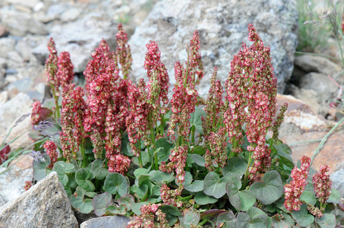 Alpine mountain-sorrel (Oxyria digyna)