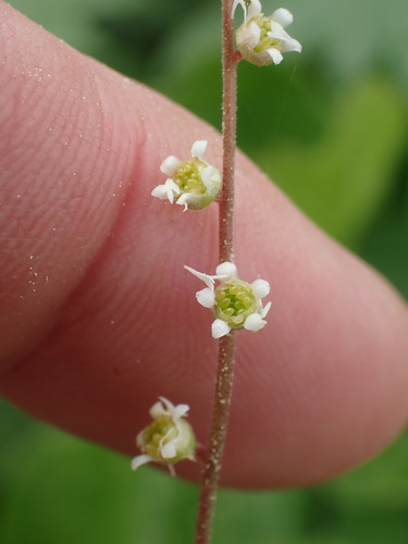 Threeparted miterwort (Ozomelis trifida)