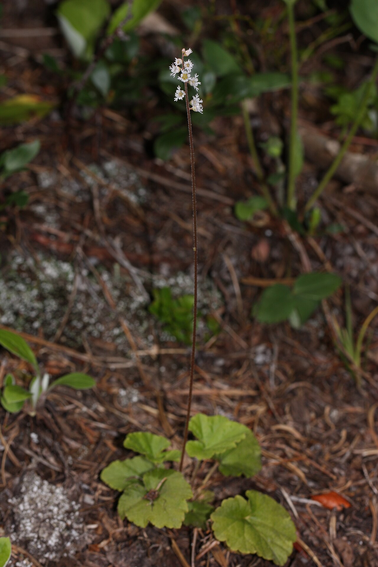 Threeparted miterwort: Three-parted Miterwort, Three-toothed Mitrewort Viewpoint location: Swauk Forest Discovery Trail, Wenatchee Mountains Viewpoint elevation: 1289 meter (4229 ft)