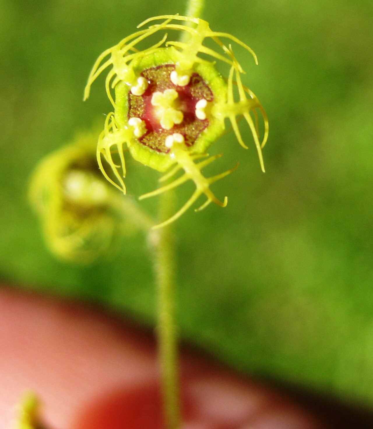 Threeparted miterwort: This was really an ID that needed a hand lens. Tronsen Ridge Wenatchee National Forest Chelan County, Washington, USA Elevation about 1800 m (5900) feet Northwe