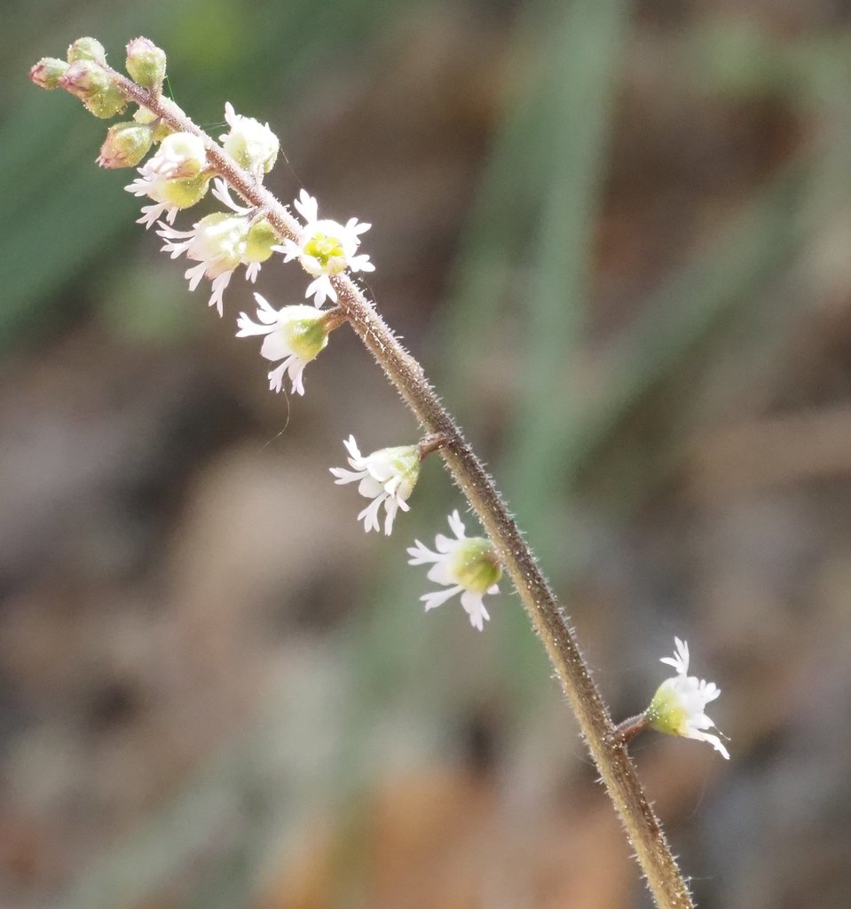Threeparted miterwort (Ozomelis trifida)