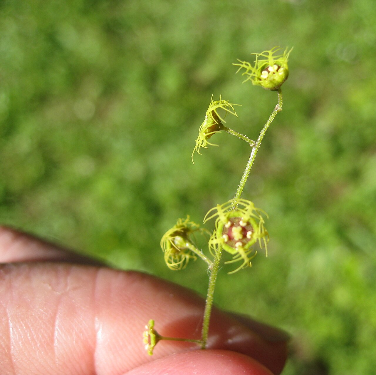 Threeparted miterwort: Mitella pentandra Tronsen Ridge ; please see File talk:Mitella trifida.jpg for discussion of the identification. Wenatchee National Forest Chelan County, Washin