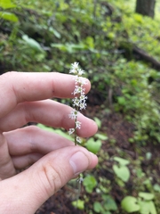 Threeparted miterwort (Ozomelis trifida)