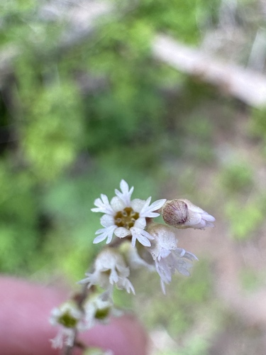Threeparted miterwort (Ozomelis trifida)