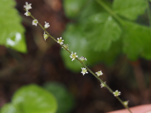 Threeparted miterwort (Ozomelis trifida)