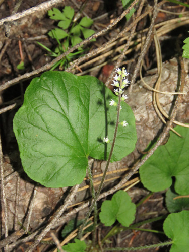 Threeparted miterwort (Ozomelis trifida)