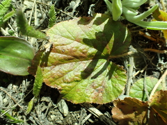 Threeparted miterwort (Ozomelis trifida)
