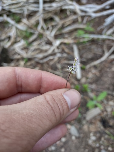 Threeparted miterwort (Ozomelis trifida)