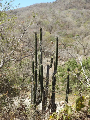 Pachycereus pecten-aboriginum (Pachycereus pecten-aboriginum)